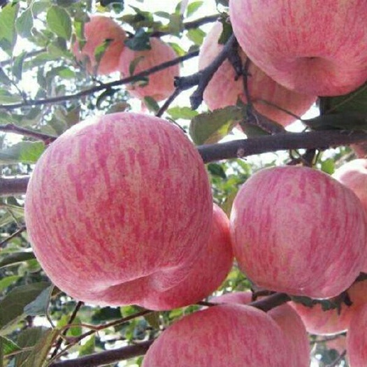 平邑县红富士苹果苗  红富士苹果树嫁接果苗南方种植盆栽苹果苗矮化北方地栽苗当年结果