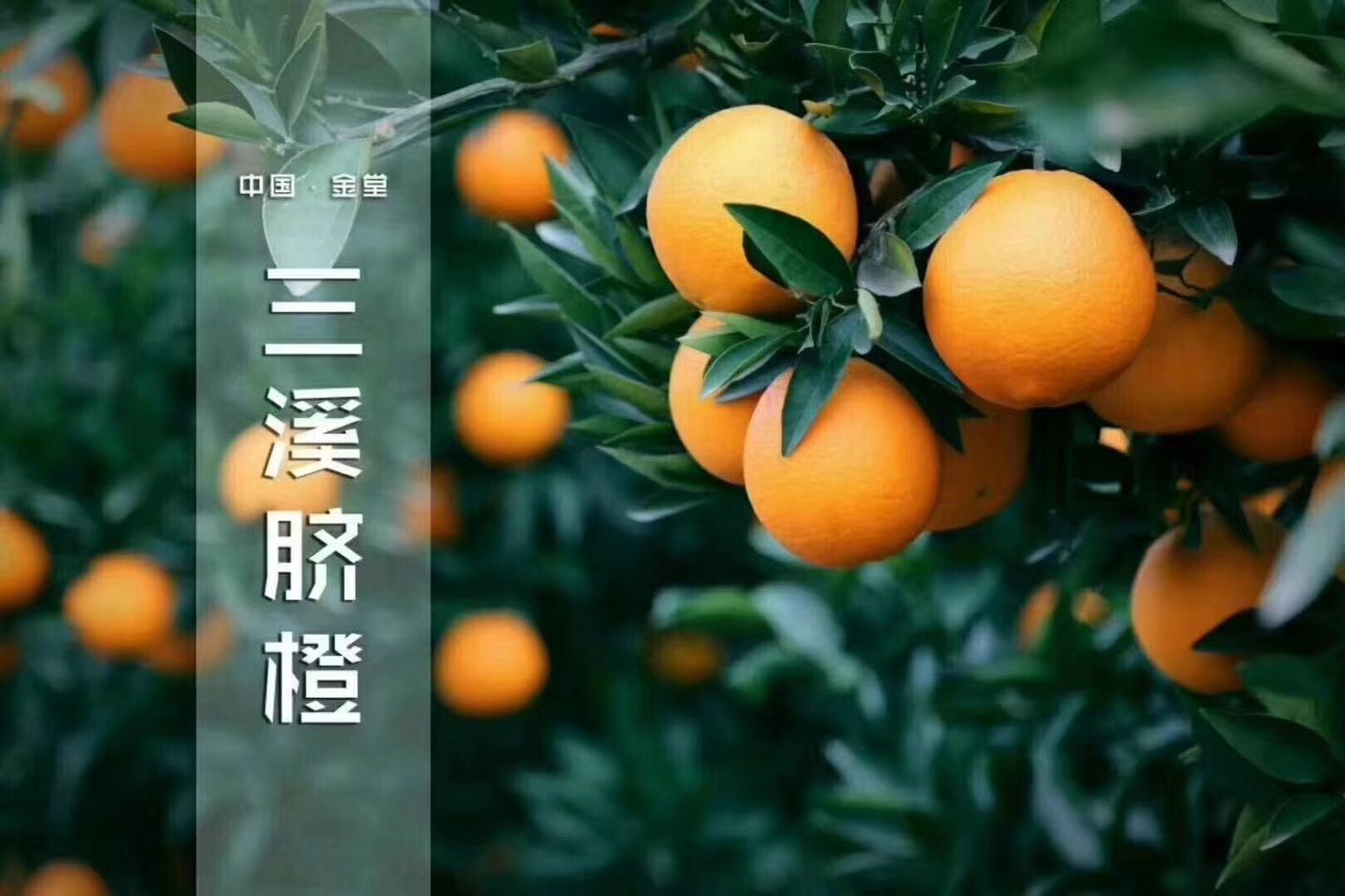 中国脐橙之都(中国脐橙之都是哪里)