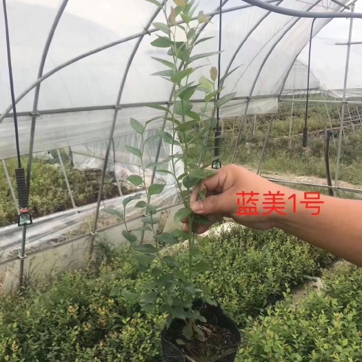 诸暨市 蓝莓苗
