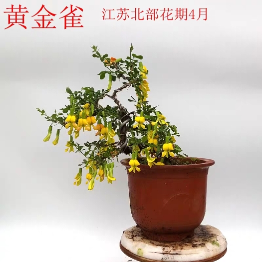 金雀花 黄金雀，金雀梅，带刺南雀锦鸡儿