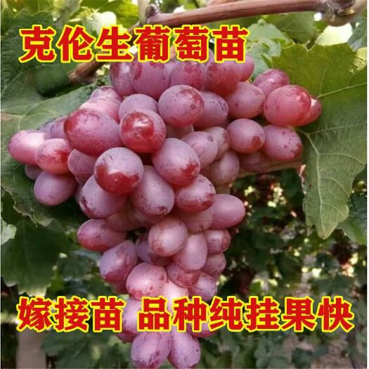 平邑县克伦生葡萄苗 包品种现挖现卖基地直销南北方可种植死苗免费补发