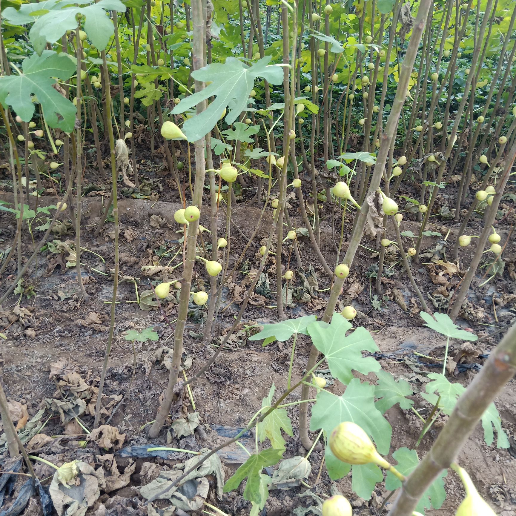 芭劳奈无花果苗 无花果