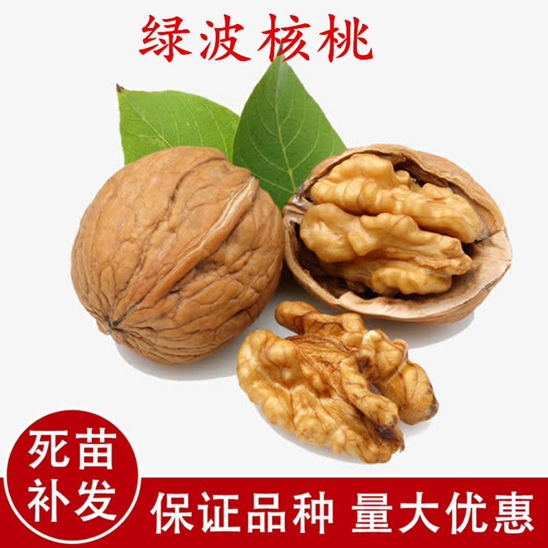 平邑县 果树苗绿波核桃树苗嫁接苗结果苗南方北方种植当年结果
