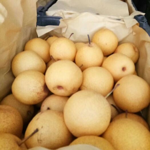 绥中县 绥中白梨