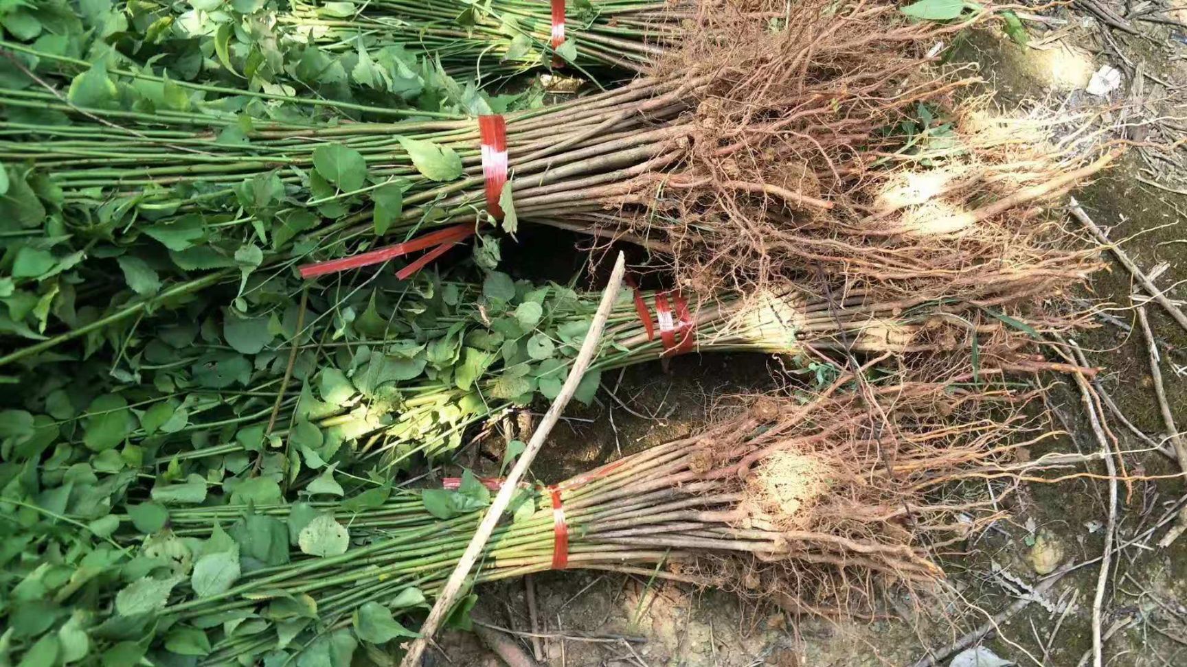 青梅树苗  青梅实生苗 酸梅直生苗 嫁接砧木苗 直径0.5-