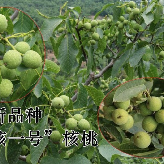 淄博 薄皮核桃苗