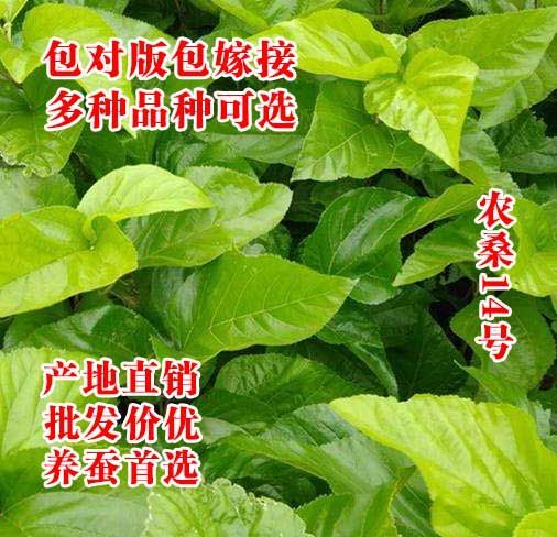 海宁市养蚕桑树苗  农桑14号强桑1号养蚕苗一年嫁接苗 青苗预售中