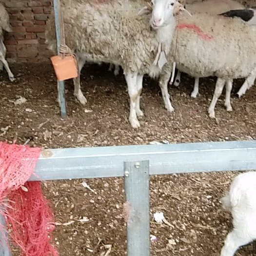 宁陵县 种公小尾寒羊出售，