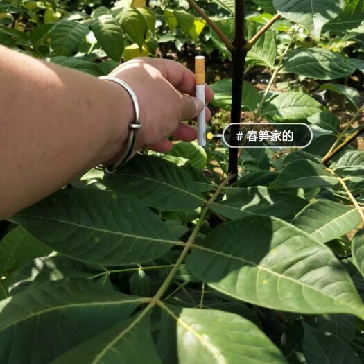 兰溪市吴茱萸苗 出售正宗中花吴茱萸扦插苗