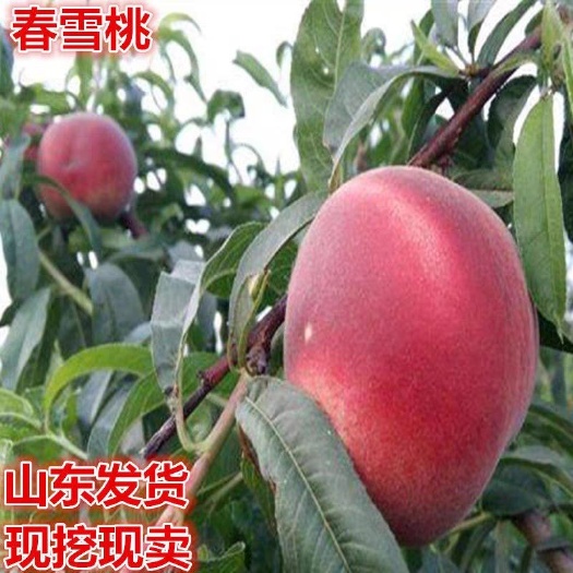 平邑县春雪桃树苗  早熟品种  现挖保湿发货  包品种  一颗也可签定合同