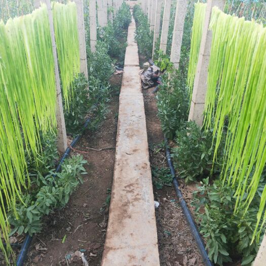 宾川县贡菜干 云南大理白族天然无污染纯手工天然切割晒干放心贡菜条苔干菜