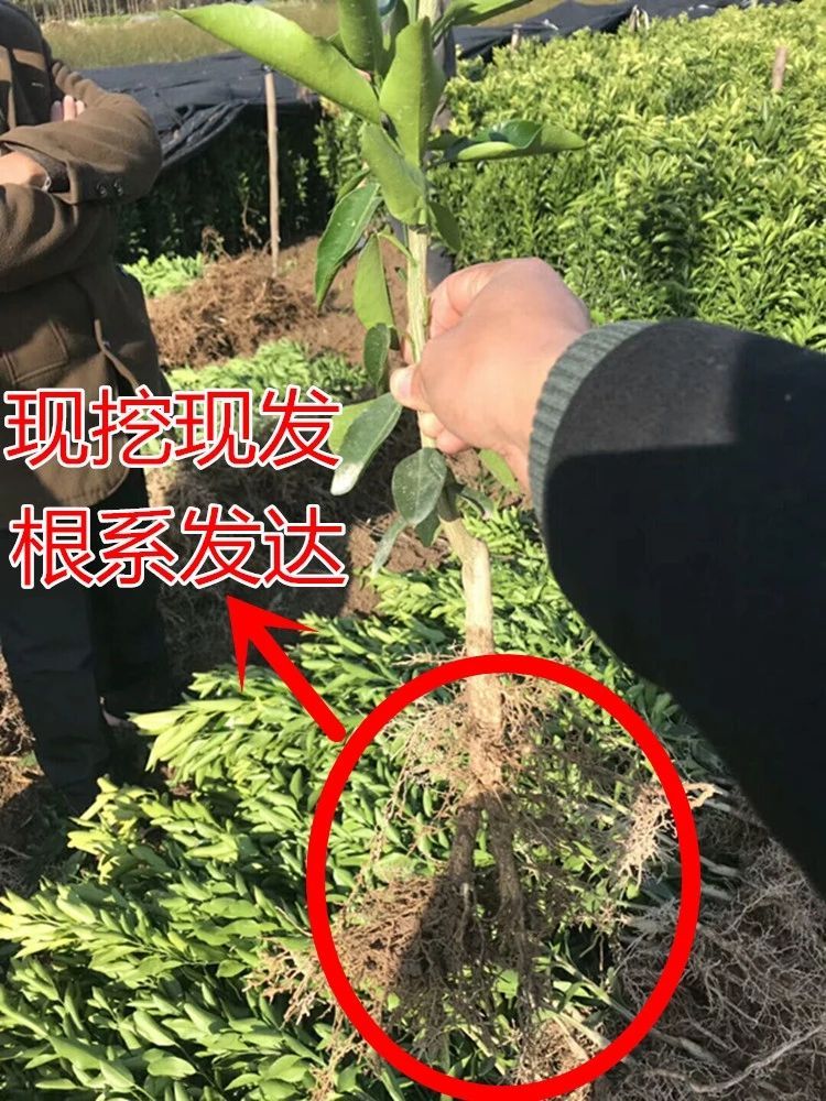 可以提供:支持快遞,基地直供,免費種植技術