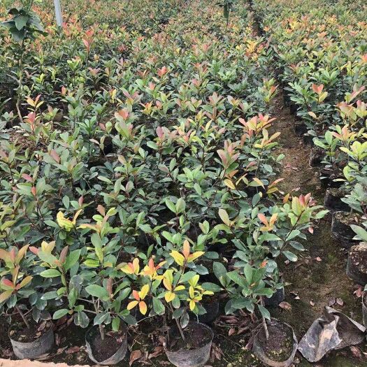 沭阳县火焰红 大杯石楠