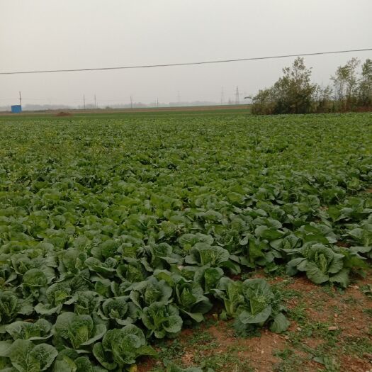 方城县黄心娃娃菜  黄金娃娃菜  娃娃菜上市了！需要的来