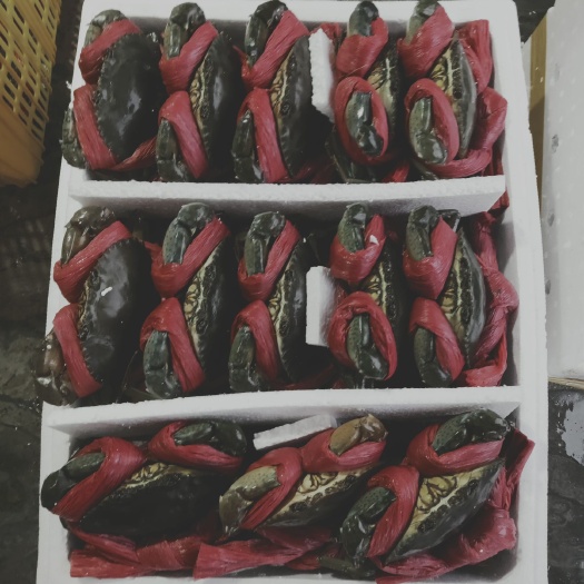南宁青蟹 母蟹 人工养殖