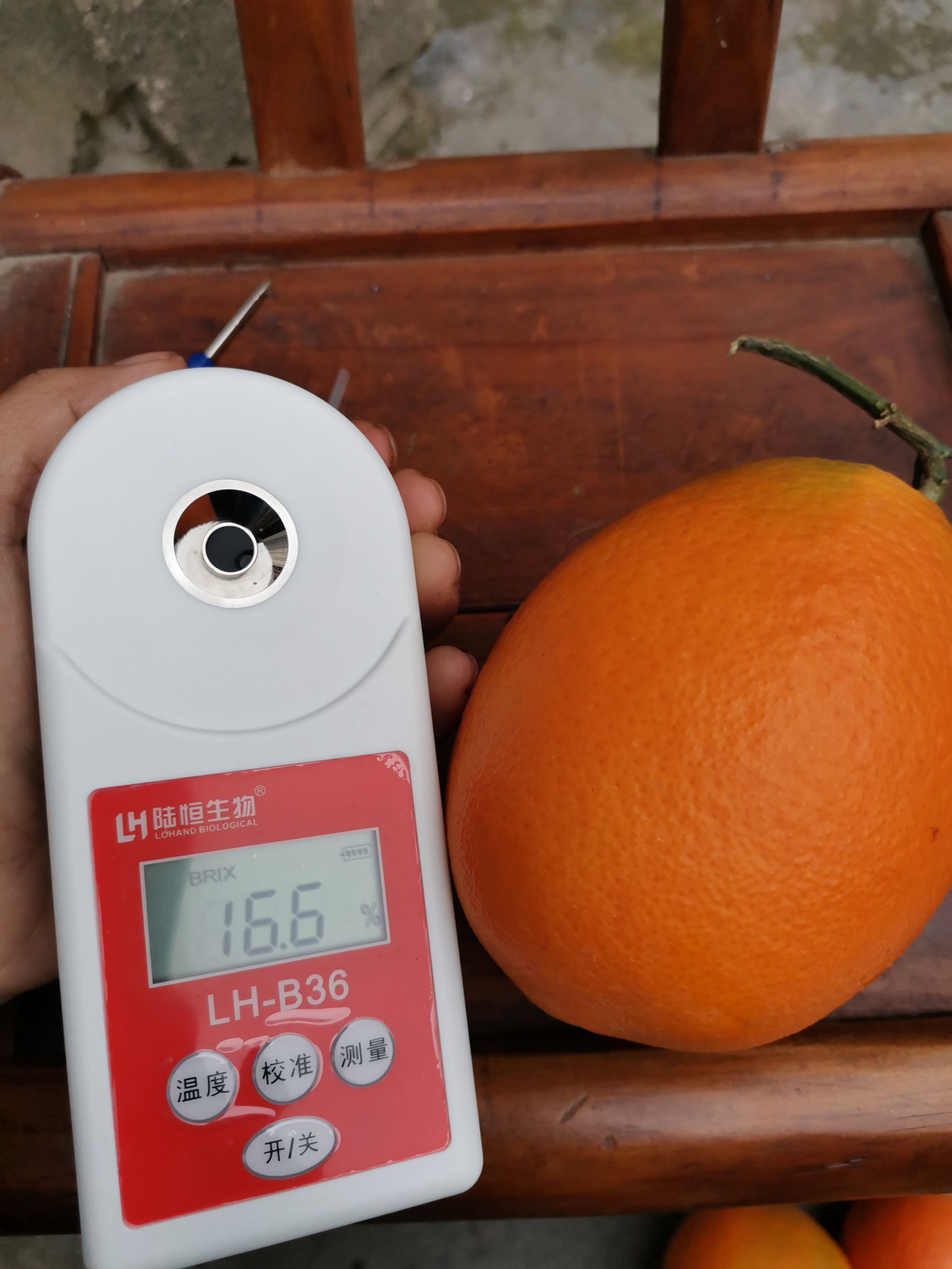 秭归脐橙 《售》优质低价：九月红，普脐，长虹，纽荷圆红。