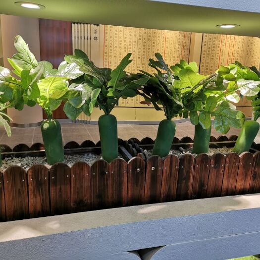 天津 正宗沙窝萝卜种植户