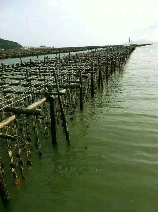 湛江海蛰 正宗湛江生蚝批发