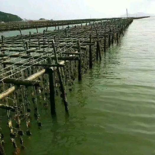 湛江海蛰 正宗湛江生蚝批发