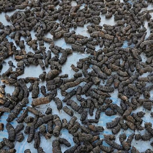 德庆县巴戟 成品，直接食用