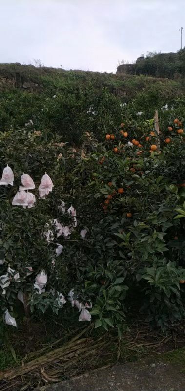 资中县塔罗科血橙  资中血橙，红红的果果皮薄汁多，好吃不上火还补充各类维生素。