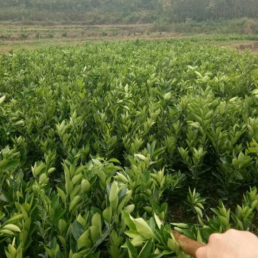 新宁县脐橙树苗 出售优质脐橙苗木