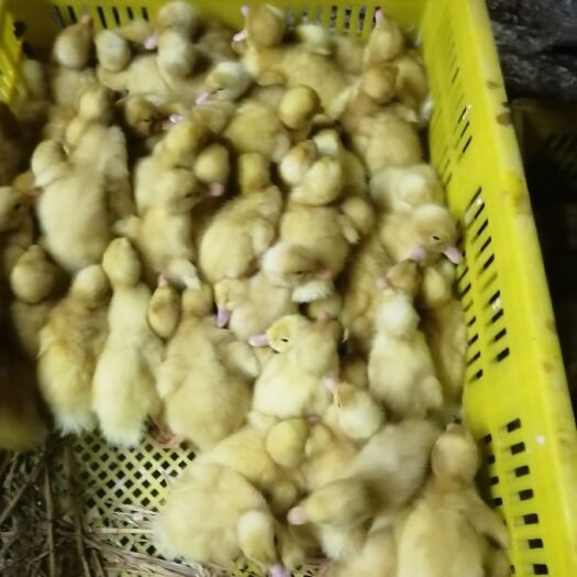 南宁 樱桃谷白鸭苗