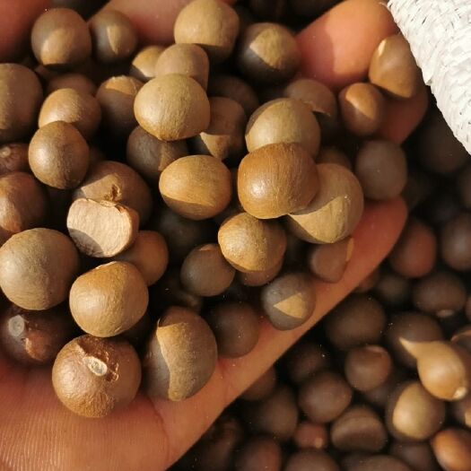 全州县茶叶籽