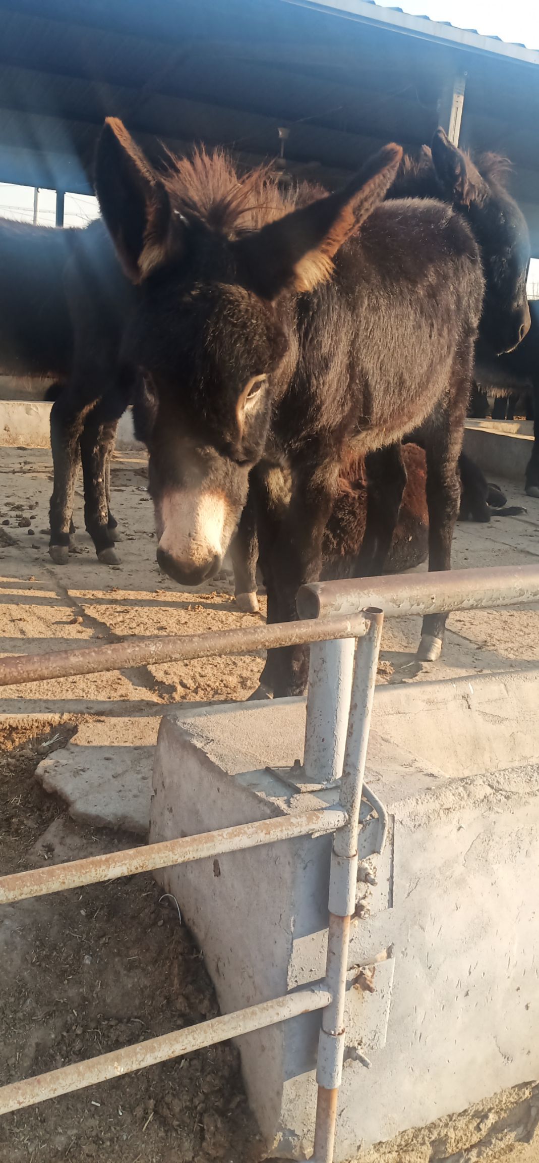 肉驴驴苗出栏200至600斤的都有20头以上免费送货到家!