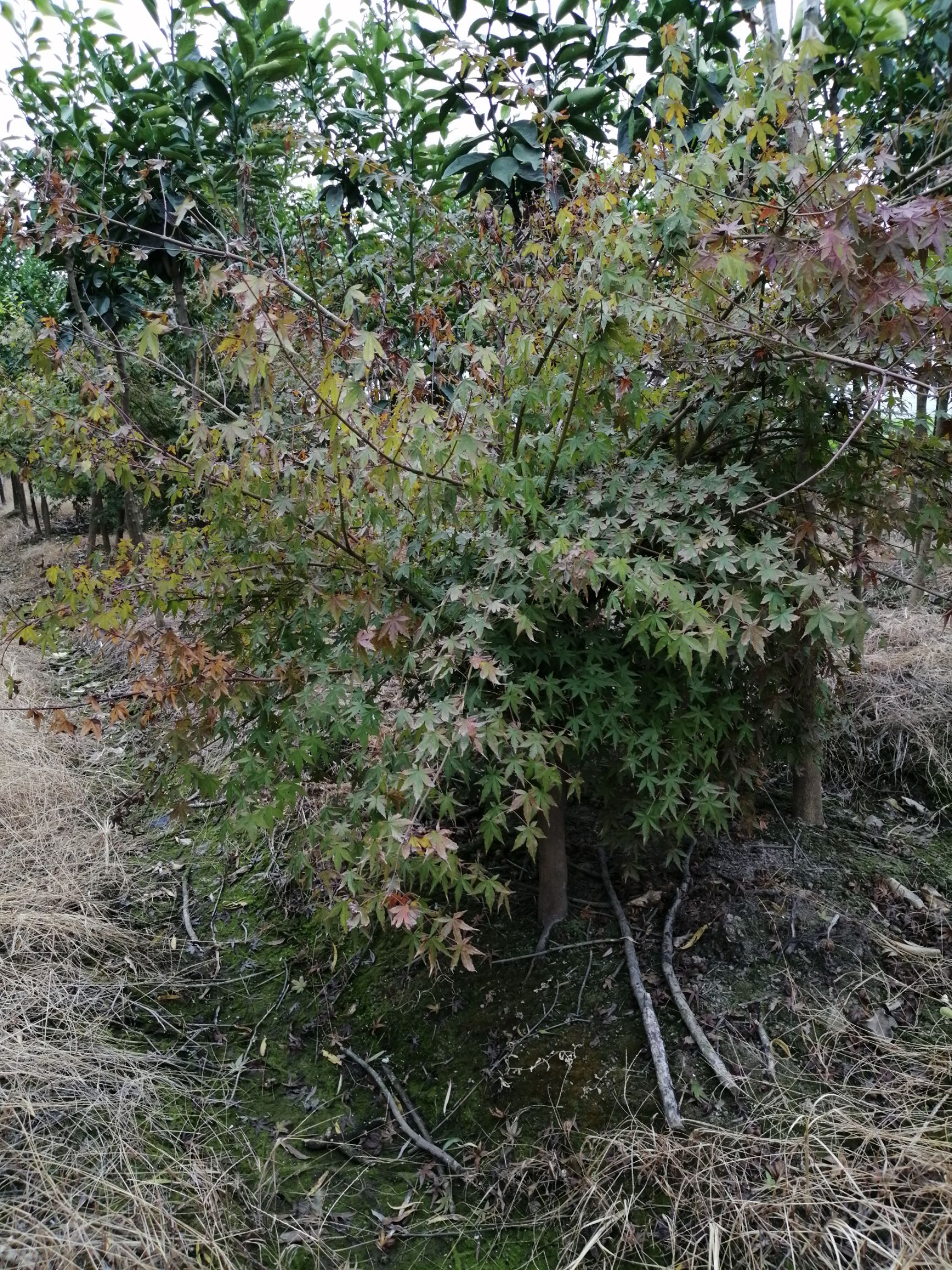 小叶鸡爪槭