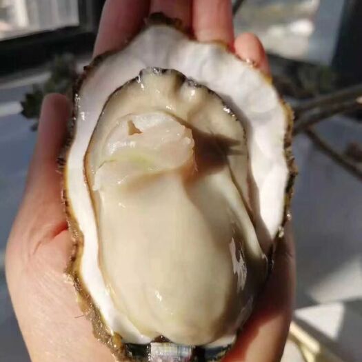 乳山市乳山牡蛎 乳山生蚝厂家直销
