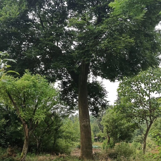 宣城 朴树60公分