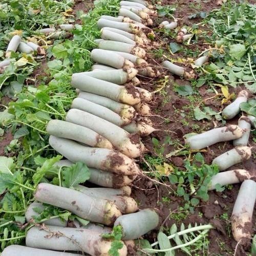 寿光市 水果萝卜青萝卜大量出售大量出售