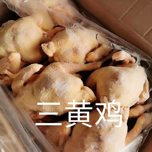 莘县 白条鸡（三黄鸡）