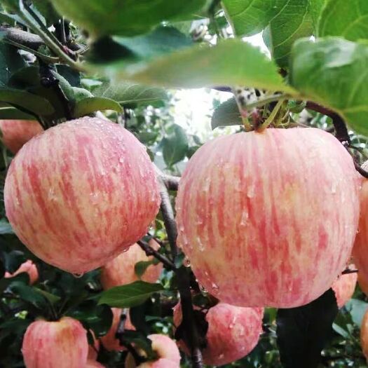 平邑县 红富士苹果苗包品种，包成活