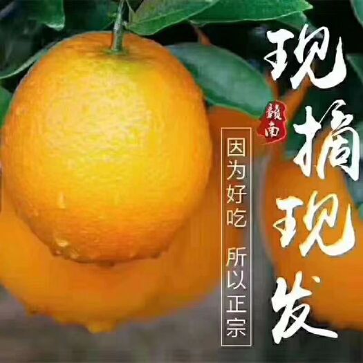 信丰县 正宗赣南脐橙，产自橙乡赣南信丰县安西，水多果甜，好吃不贵！