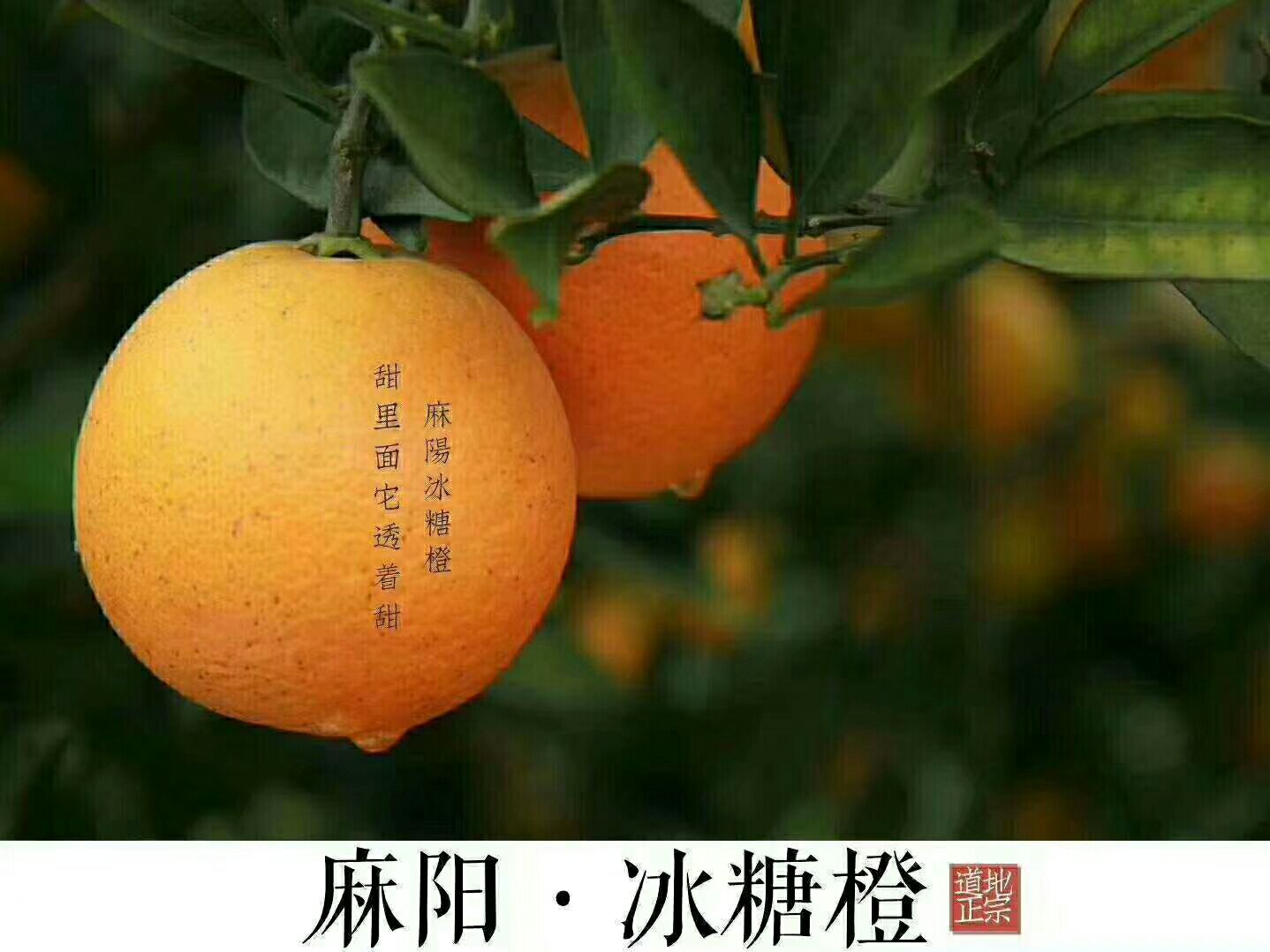  中国之橙-麻阳冰糖橙