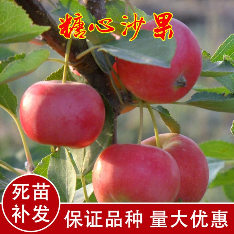 平邑县 苹果树苗沙果苹果树苗嫁接苗结果苗盆栽庭院地栽南方北方种植四季