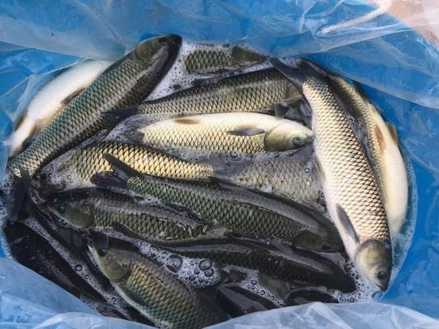 汉寿县池塘草鱼 湖南洞庭湖区鱼塘鱼，大量供应