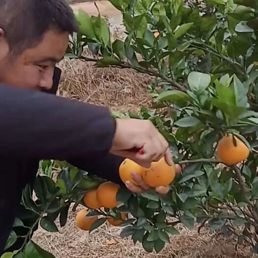 宁都县赣南脐橙