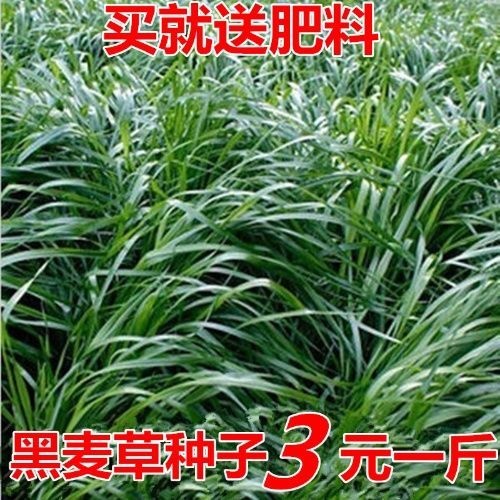 冬牧草种子 【包发芽】冬牧70黑麦草种子多年生种子养牛羊鸡鸭鱼兔草四季种