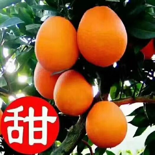 秭归县长虹脐橙 自己家种植，长江边无污染，绿色环保维生素高，糖分足