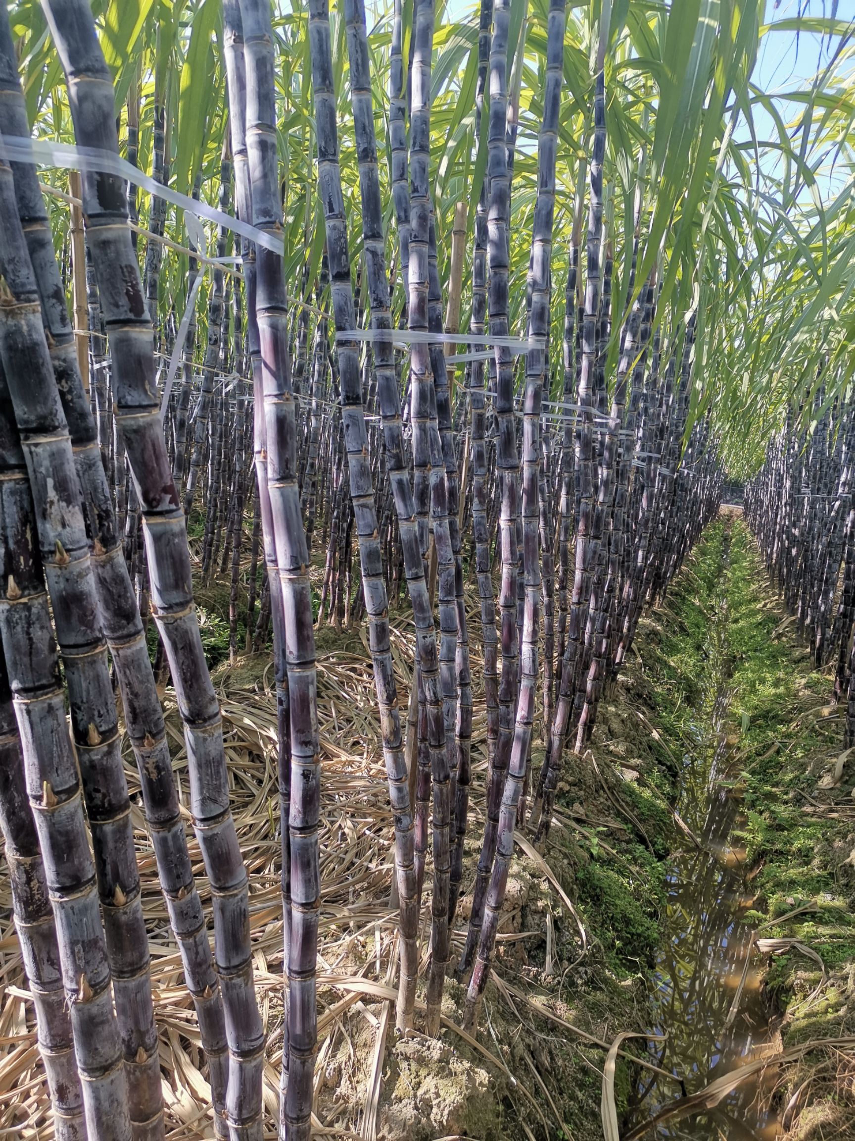黑皮甘蔗：黄皮甘蔗：黑皮果蔗