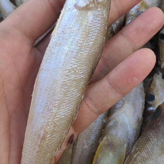 北海沙丁鱼沙钻鱼沙尖鱼18元/斤