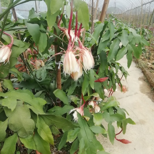 十年昙花苗