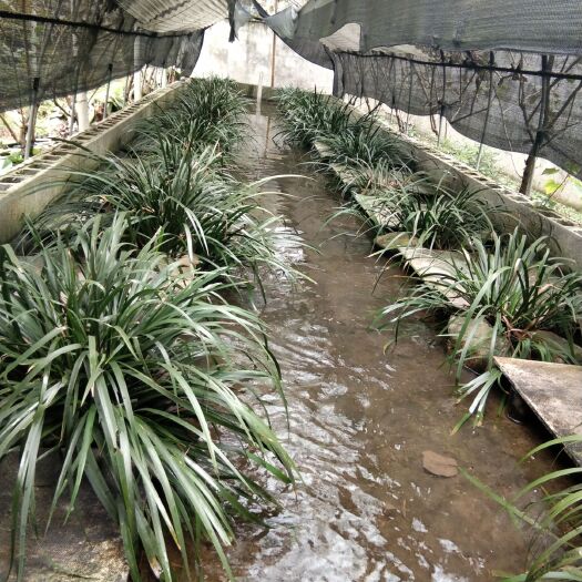 澧县本合作社长年供应养殖石蛙