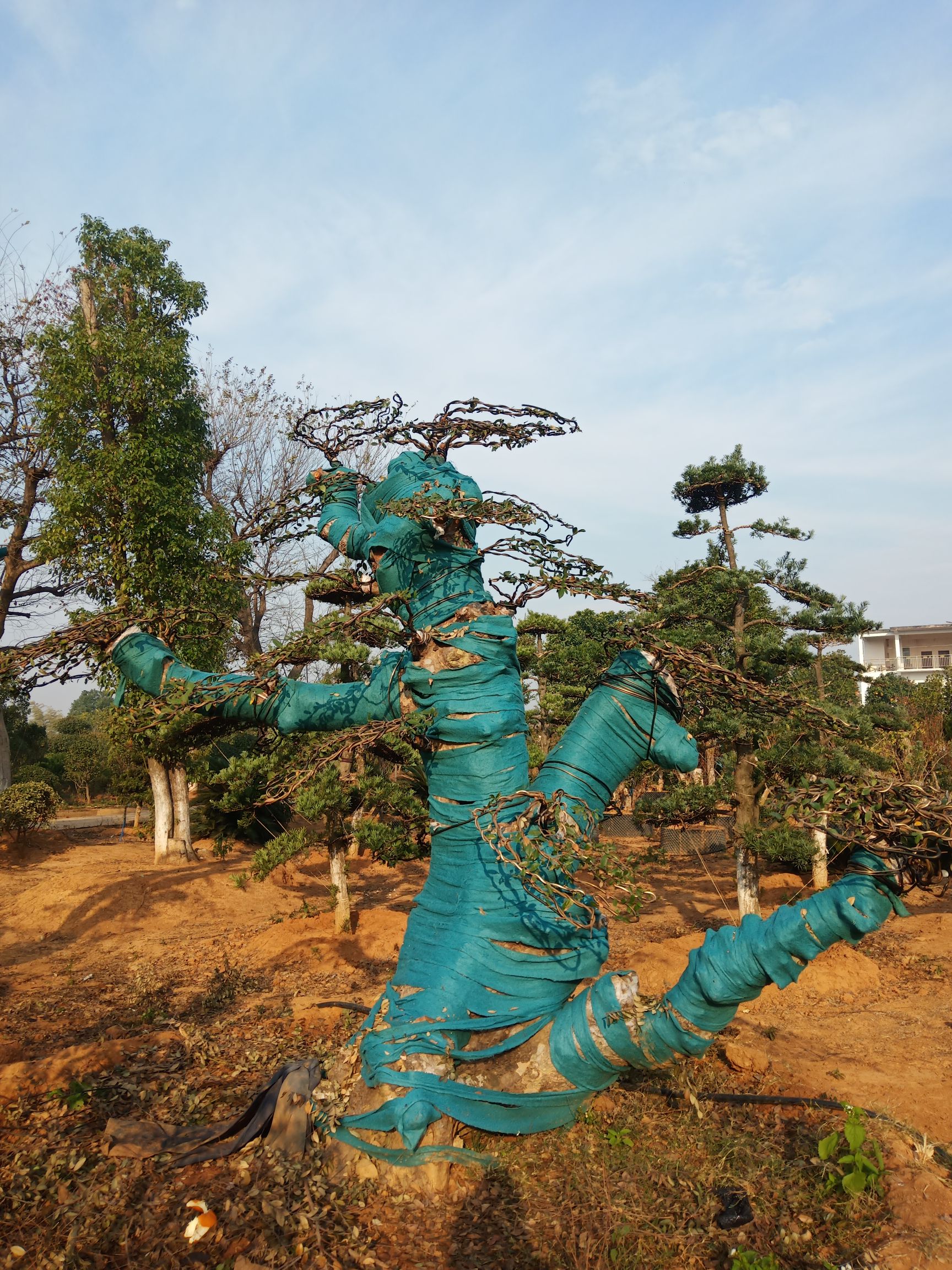  造型黑松