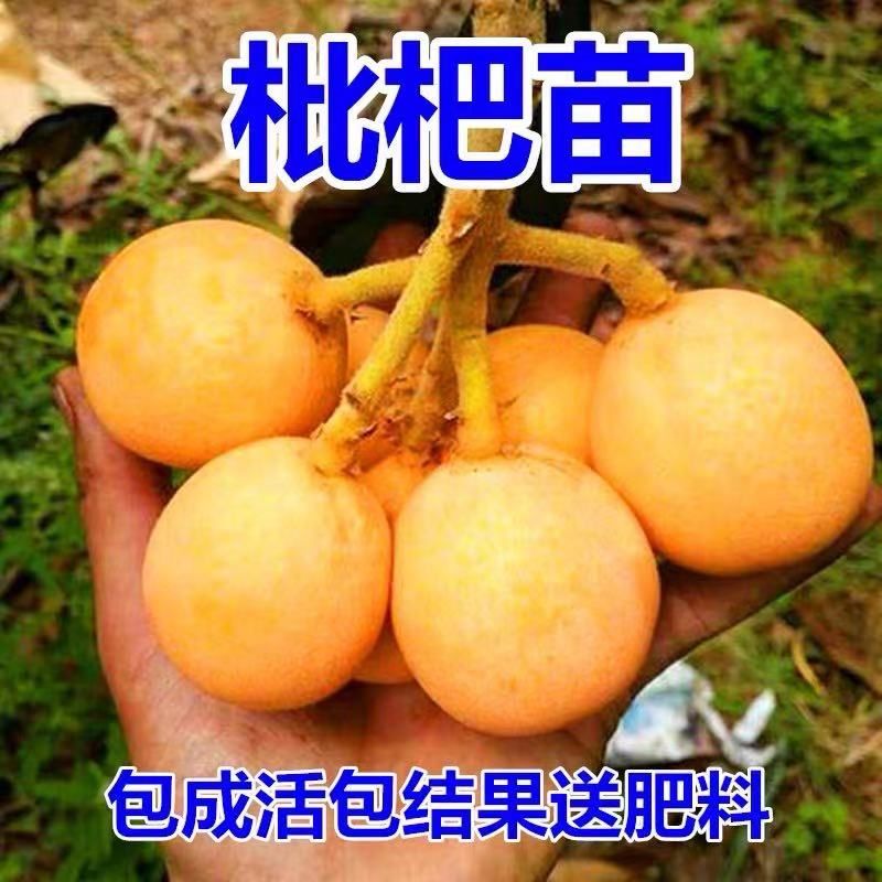  無核白玉枇杷苗