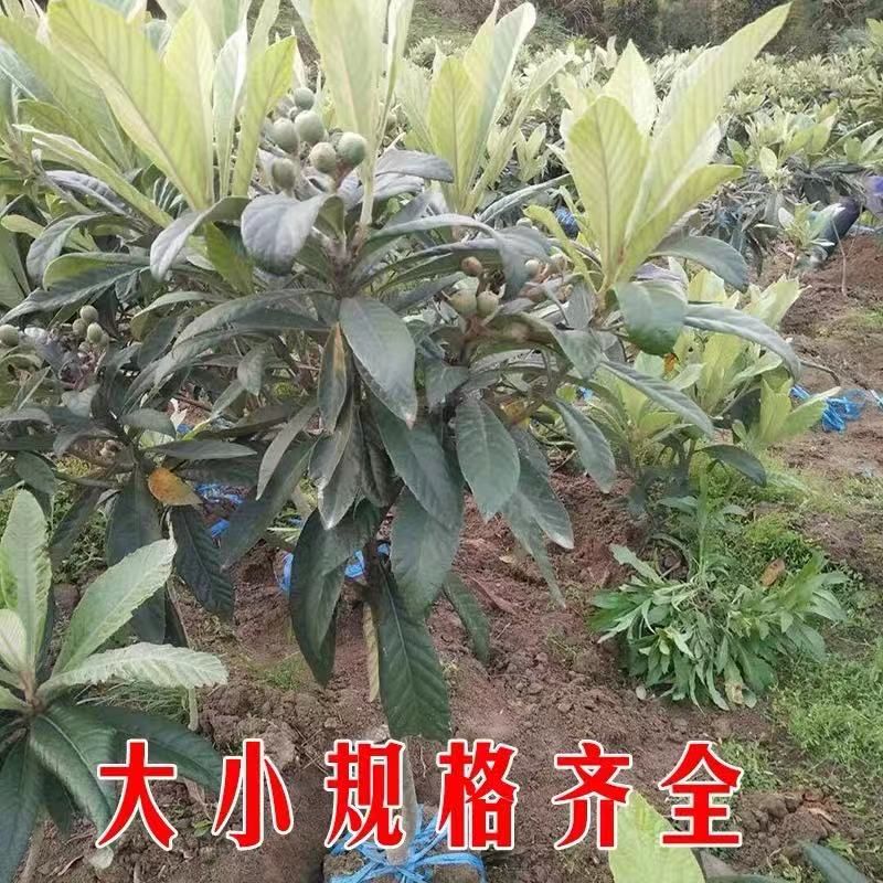  無核白玉枇杷苗