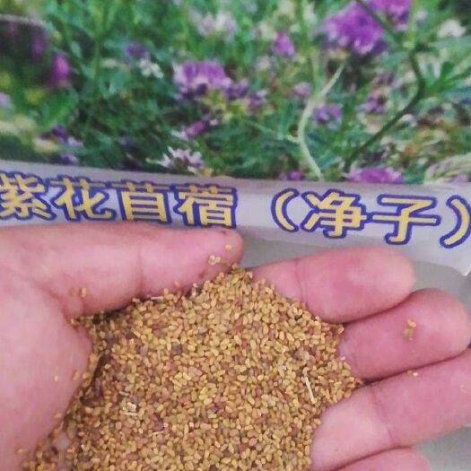 沭阳县紫花苜蓿种子 紫花苜蓿净子包衣种子南北方多年生苜蓿草种子